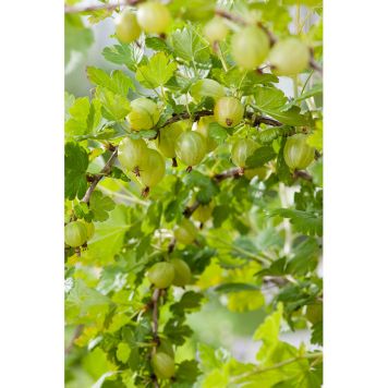 BÄRBUSKE GULA KRUSBÄR STAM 10-PACK