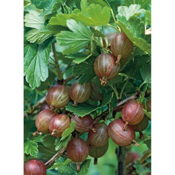 BÄRBUSKE RÖDA KRUSBÄR STAM 10-PACK