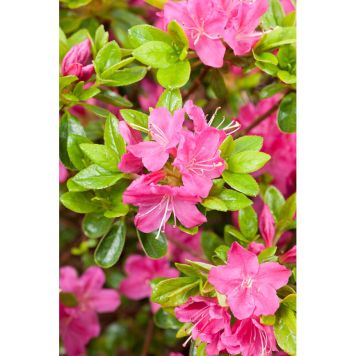 JAPANSK AZALEA KERMESINA RÖD 20-25CM KRUKODLAD 10-PACK