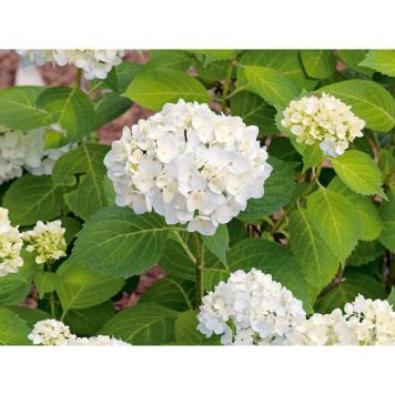 BUSKE HORTENSIA VIT 20-60CM 3-PACK