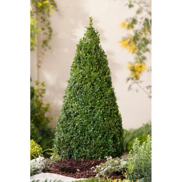 BUSKE BUXBOM PYRAMIDFORM 50-60CM 3-PACK MÖRKGRÖN