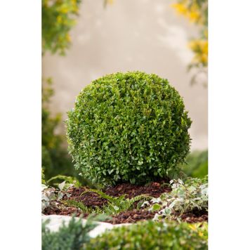 BUSKE BUXBOM KLOTFORM Ø25-30 CM 3-PACK MÖRKGRÖN 