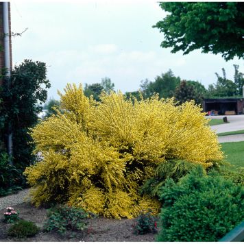 BUSKE VÅRGINST GUL 30-50CM KRUKODLAD