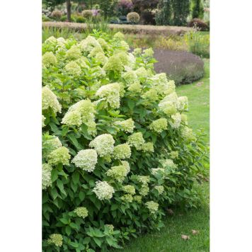 BUSKE VIPPHORTENSIA GRÖN KRUKODLAD 20-60CM 10-PACK