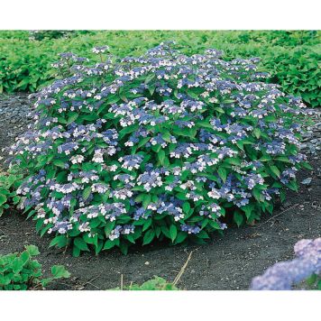 BUSKE PURPURHORTENSIA 20-40CM KRUKODLAD 5-PACK