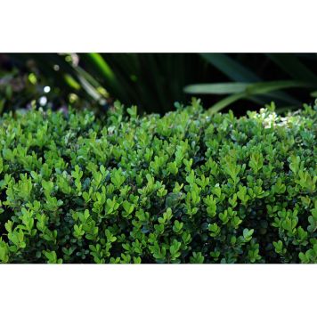 BUSKE BUXBOM FAULKNER 30-40CM 3-PACK GRÖN