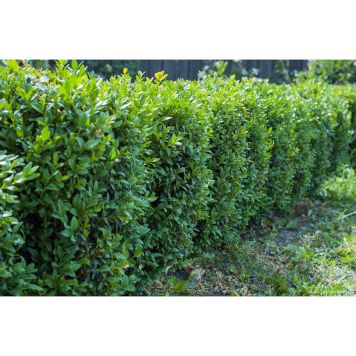 BUSKE BUXBOM 30-40CM 10-PACK GRÖN