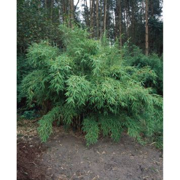 BUSKE BERGBAMBU GRÖN 50-60 CM KRUKODLAD 10-PACK