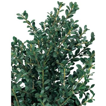 BUSKE JÄRNEK JAPANSK MÖRKGRÖN 20-30 CM KRUKODLAD 10-PACK