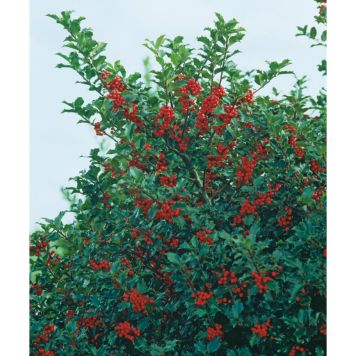 BUSKE JÄRNEK BLUE PRINCESS VIT 30-40 CM KRUKODLAD 10-PACK