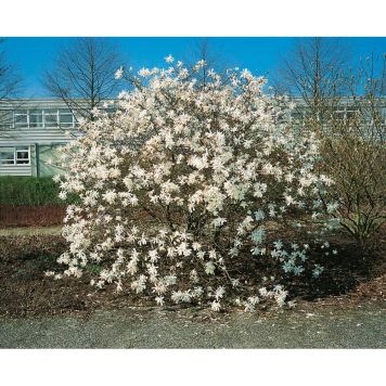 BUSKE STJÄRNMAGNOLIA VIT 50-60 CM KRUKODLAD 3-PACK