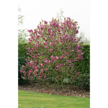 BUSKE ROSENMAGNOLIA ROSARÖD 30-50CM KRUKODLAD 3-PACK