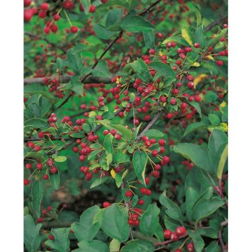 BUSKE BUKETTAPEL VIT 50-60 CM 10-PACK