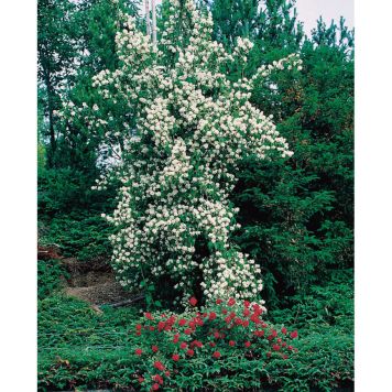 BUSKE DOFTSCHERSMIN 20-50CM VIT 3-PACK