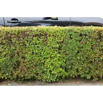 BUSKE HÄCKBERBERIS 30-60CM 3-PACK