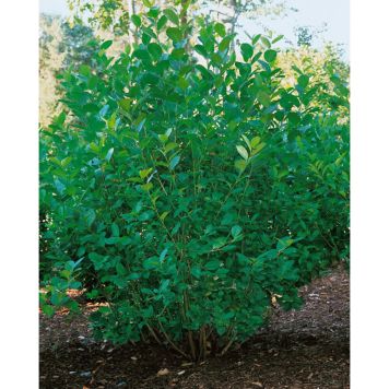 BUSKE SLÅNARONIA 30-50CM 10-PACK