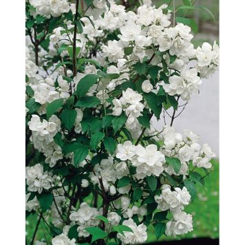 BUSKE KAMELIASCHERSMIN VIT 3-PACK