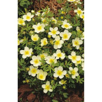 BUSKE ÖLANDSTOK LIMEFÄRGAD 20-40CM 10-PACK