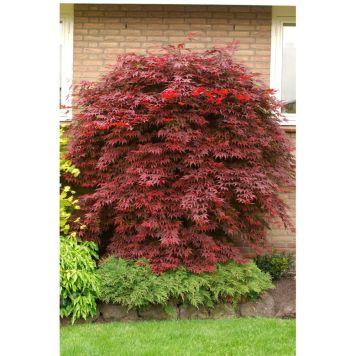 BUSKE BLODLÖNN JAPANSK MÖRKRÖD 3-PACK 200-300CM 