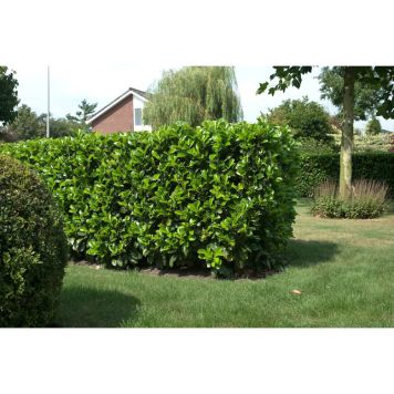 BUSKE LAGERHÄGG ETNA VIT 40-50 CM 3-PACK