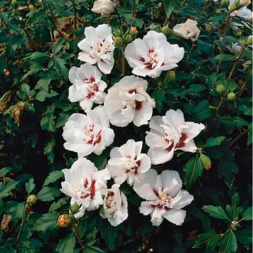 BUSKE FRILANDSHIBISKUS VIT/RÖD KRUKODLAD 3-PACK