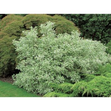 BUSKE VITBROKIG RYSK KORNELL 40-60CM 3-PACK