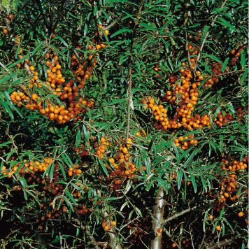 BUSKE HAVTORN HANPLANTA GRÅGRÖN KRUKODLAD 3-PACK