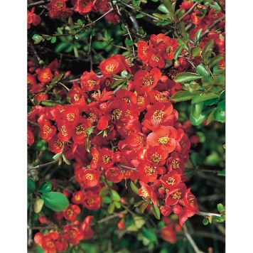 BUSKE HYBRIDROSENKVITTEN 30-40CM 3-PACK RÖD