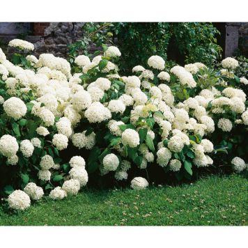 BUSKE VIDJEHORTENSIA VIT 20-70 CM KRUKODLAD 10-PACK