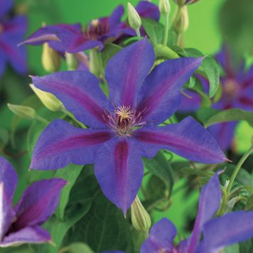 KLÄTTERVÄXT KLEMATIS MRS N. THOMPSON LILA KRUKODLAD