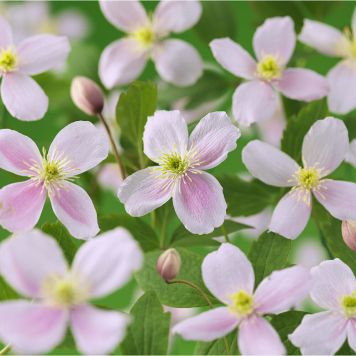 KLÄTTERVÄXT KLEMATIS PINK PERFECTION ROSA KRUKODLAD 5-PACK