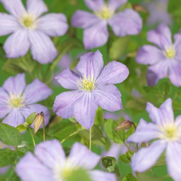 KLÄTTERVÄXT KLEMATIS PRINCE CHARLES BLÅ KRUKODLAD 5-PACK