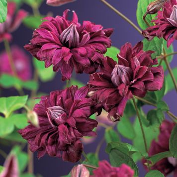 KLÄTTERVÄXT KLEMATIS PURPUREA PLENA ELEGANS RÖD KRUKODLAD