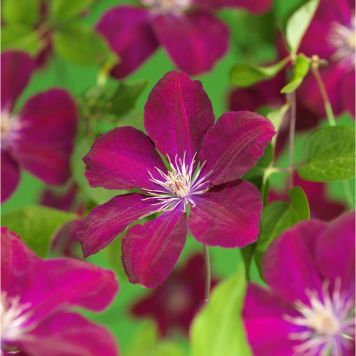 KLÄTTERVÄXT KLEMATIS ROUGE CARDINAL RÖD KRUKODLAD 5-PACK