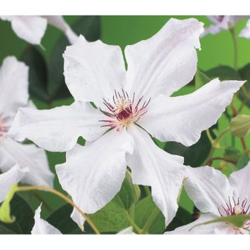 KLÄTTERVÄXT KLEMATIS SNOW QUEEN VIT KRUKODLAD 3-PACK