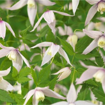 KLÄTTERVÄXT KLEMATIS WILLY LJUSROSA KRUKODLAD 3-PACK