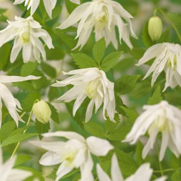 KLÄTTERVÄXT KLEMATIS ALBINA PLENA VIT KRUKODLAD