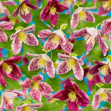 KLÄTTERVÄXT KLEMATIS FRECKLES VIT KRUKODLAD 3-PACK