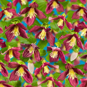 KLÄTTERVÄXT KLEMATIS LANDSDOWNE GEM ROSA KRUKODLAD 5-PACK