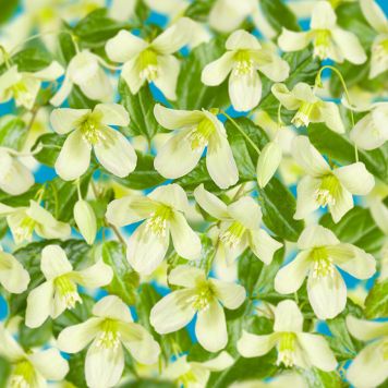 KLÄTTERVÄXT KLEMATIS WISLEY CREAM VIT KRUKODLAD 5-PACK