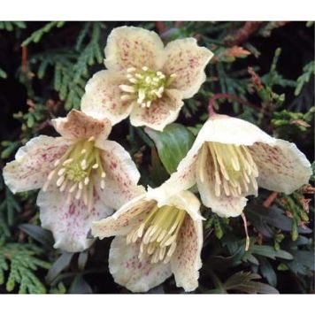 KLÄTTERVÄXT KLEMATIS BALEARISK DIONYSOS GUL KRUKODLAD