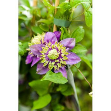 KLÄTTERVÄXT KLEMATIS TAIGA VITBLÅ KRUKODLAD 3-PACK