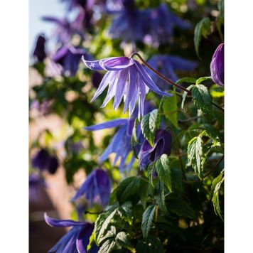 KLÄTTERVÄXT KLEMATIS MACROPETALA BLÅ KRUKODLAD 5-PACK