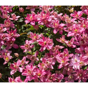 KLÄTTERVÄXT KLEMATIS BROUGHTON STAR ROSA KRUKODLAD