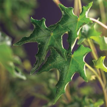 KLÄTTERVÄXT MURGRÖNA IVALACE GRÖN KRUKODLAD 3-PACK