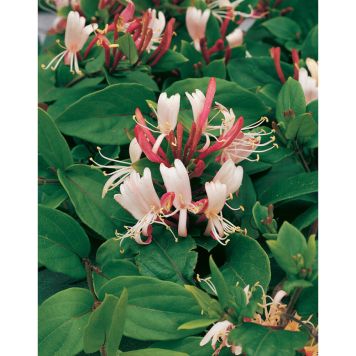 KLÄTTERVÄXT SLINGERTRY RED WORLD RÖDROSA KRUKODLAD 5-PACK