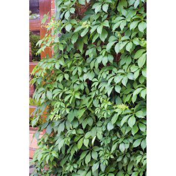 KLÄTTERVÄXT KLÄTTERVILDVIN MÖRKGRÖN/RÖD KRUKODLAD 5-PACK