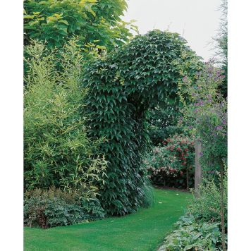 KLÄTTERVÄXT ENGELMANNSVIN GRÖN/RÖD KRUKODLAD 5-PACK