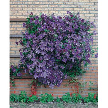 KLÄTTERVÄXT KLEMATIS JACKMANII BLÅ KRUKODLAD 5-PACK