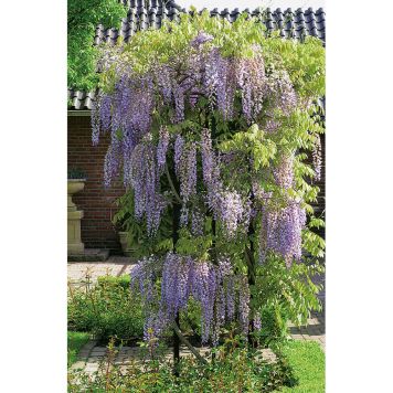 KLÄTTERVÄXT BLÅREGN BLÅVIOLETT KRUKODLAD 3-PACK